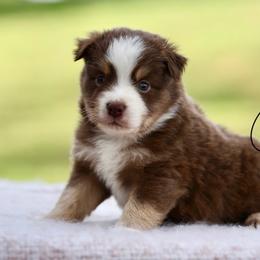 Norman Bates - Red tri male Miniature Australian Shepherd puppy in Prague, Oklahoma from Clay Creek Aussies