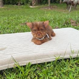 Mylo - Chocolate and tan male Yorkshire Terrier puppy in Florida from Puppies Forever 💙❤️🐶