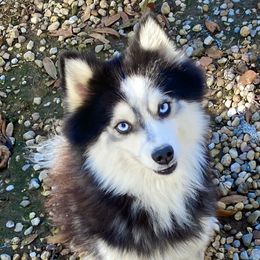 Rio - Pomsky