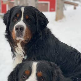 Bernese Mountain Dogs from Juniper Valley Bernese Mountain Dogs