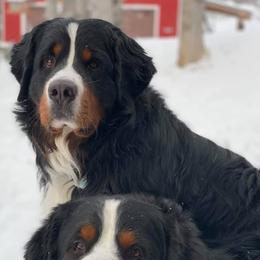 Bernese Mountain Dogs from Juniper Valley Bernese Mountain Dogs