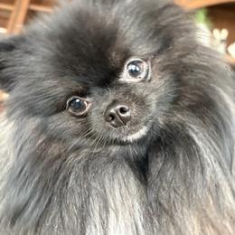 Milo - Black male Pomeranian puppy in Paducah, Kentucky from Perennial Poms Pomeranian Breeder
