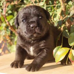 Black male - Black male Cane Corso puppy in Caliente, California from Rafter Cross 7