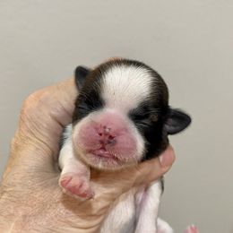 Shih Tzu Puppies from Willow Lane Shih Tzus