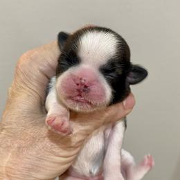 Shih Tzu Puppies from Willow Lane Shih Tzus