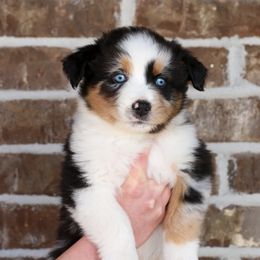 Australian Shepherd, Miniature American Shepherd, Miniature Australian Shepherd, and Toy Australian Shepherd Puppies from Painted Blue Aussies