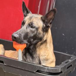 Belgian Malinois from Morning Star Malinois
