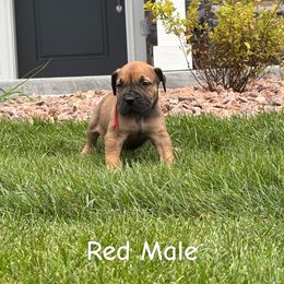 Red collar - Brown male Boerboel puppy in Colorado Springs Co, Colorado from On The Peak Boerboel