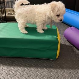Bichon Frise Puppies from Amori's Royal Bichons