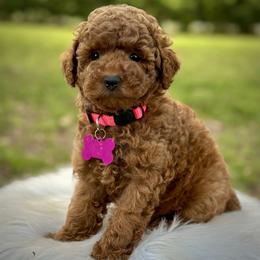 Sriracha - Red  female Poodle puppy in Palm Beach County, Florida from Benji’s Cockapoos