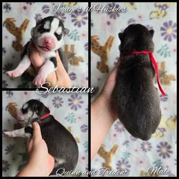 Sebastian - Black and white male Siberian Husky puppy in Bloomfield, Indiana from Paiges lil huskies