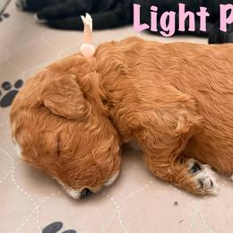 Light Pink Girl (Lily) - Yellow and white female Bernedoodle puppy in Moulton, Alabama from Triple W Doodles