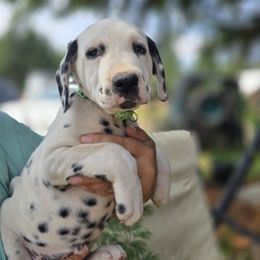 Green collar boy - White and black male Dalmatian puppy in Valley, Washington from Loving spots Dalmatians