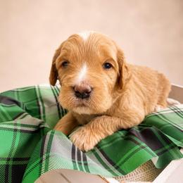 Ted Bear - Apricot male Goldendoodle puppy in Rocky Point, North Carolina from CelticDoods