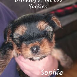Sophie - Black and tan female Yorkshire Terrier puppy in West Plains, Missouri from Brinkley Yorkies
