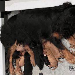 Cavalier King Charles Spaniel Puppies from Eastwick Paws Cavaliers