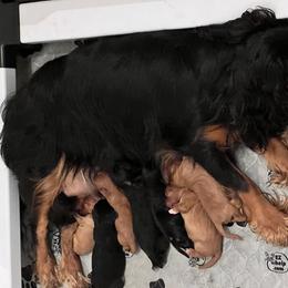 Cavalier King Charles Spaniel Puppies from Eastwick Paws Cavaliers