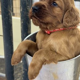 Red collar - Mahogany male Irish Setter puppy in Choctaw, Oklahoma from Heartland Irish Setters