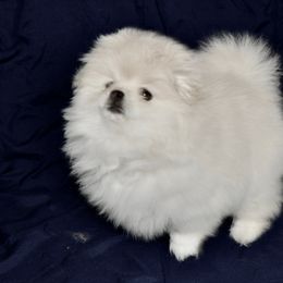 Pomeranian Puppies from Royal_poms