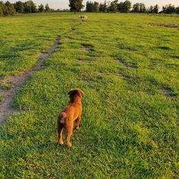 Australian Shepherd Puppies from Wild Magnolia Farms Aussies