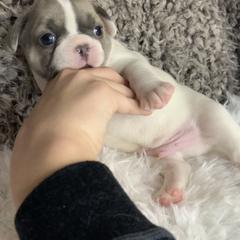 French Bulldog Puppies from NC French Kiss-A-Bulls