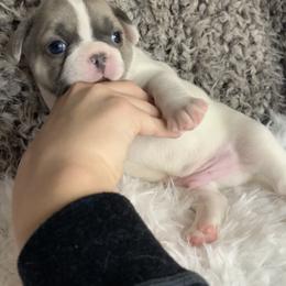 French Bulldog Puppies from NC French Kiss-A-Bulls