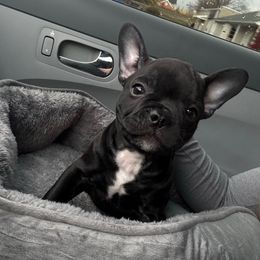 Boy 2 - Black male French Bulldog puppy in Coatesville, Pennsylvania from The Chipper Frenchie