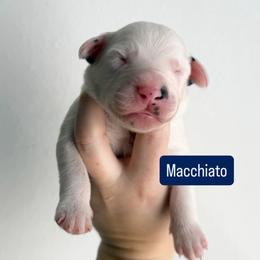 Macchiato - LUA long coat - White and black male Dalmatian puppy in Davenport, Florida from Sunny Jewels Dalmatians