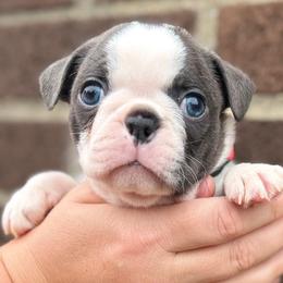 Jigglypuff - Blue female Boston Terrier puppy in West Jefferson, Ohio from Kline Kennels
