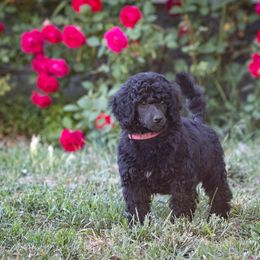 Poodle Puppies from Mistel Standard Poodles