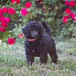 Poodle Puppies from Mistel Standard Poodles