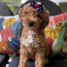 Independence - Red  female Goldendoodle puppy in Camden, North Carolina from Oopsie Doodles of NC