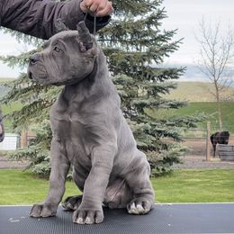 Cane Corso Puppies from Virtue Cane Corso