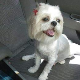 Mia - Shih Tzu
