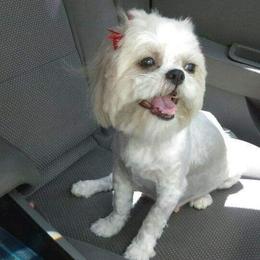 Mia - Shih Tzu