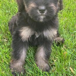 Bernedoodle and Goldendoodle Puppies from Country View Bernedoodles and Goldendoodles