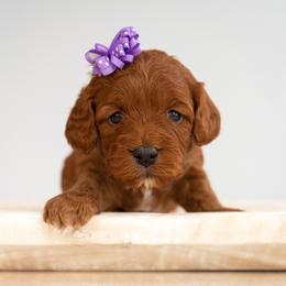 Bernedoodle, Cavapoo, Goldendoodle, and Poodle Puppies from Wasatch Pup