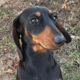Kissy - Dachshund