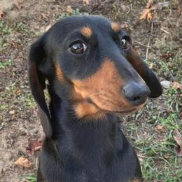 Kissy - Dachshund