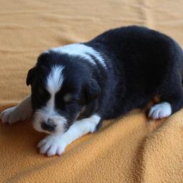 Benson - Black tri-color male Australian Shepherd puppy in Kansas, Oklahoma from Windy G Farm