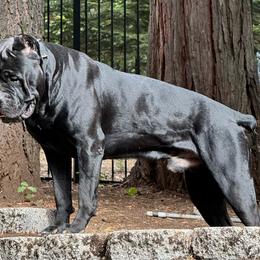 Odin - Cane Corso