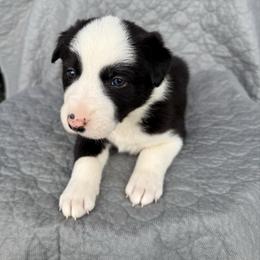 Boy 1 - Black and white male Border Collie puppy in Centerville, Washington from Forthright Farms