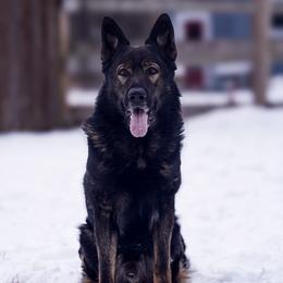 Jerzey - German Shepherd