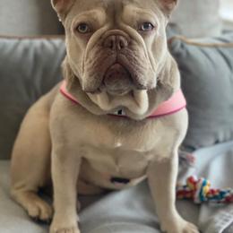 French Bulldog All Grown Up from Hudson Valley Frenchies