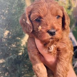Bernedoodle and Goldendoodle Puppies from Dose of Doodles