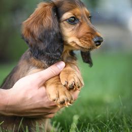 Dachshund Puppies from Olia Mirra