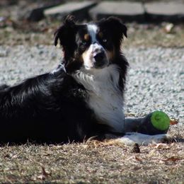 Drake - Australian Shepherd