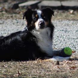 Drake - Australian Shepherd