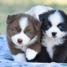 Tide - Black & white male Miniature Australian Shepherd puppy in Chickasha, Oklahoma from Rustic Lace