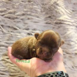 Choc. And tan, white markings 1 - Chocolate and tan male Chihuahua puppy in Richmond, Virginia from Breens